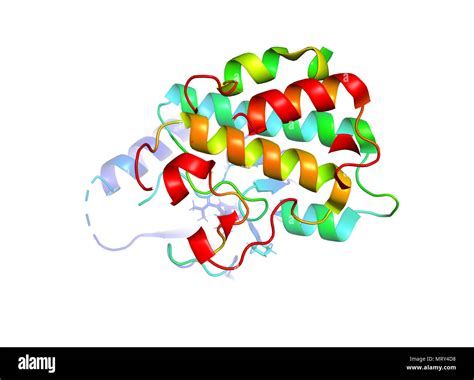 The crystal structure of the tumor marker protein. The 3D model of the ...