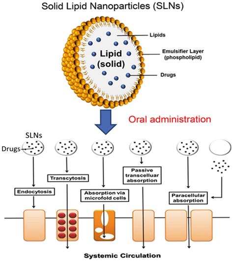 Mechanism of oral solid lipid nanoparticles (SLN) using different... | Download Scientific Diagram