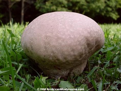 Giant Puffball and Other Edible Wild Puffball Mushrooms ...