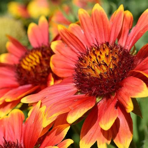 Shop the Large Capacity of Blanket Flower Seeds at Plant Seeds ...