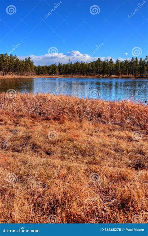 Winter Lake stock image. Image of shore, bright, green - 36365275