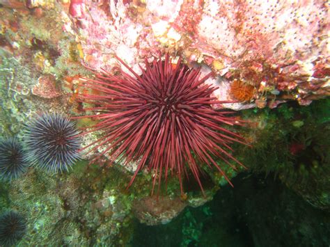 Morro Bay Wildlife Spotlight: Balls of Spines (AKA Sea Urchins)