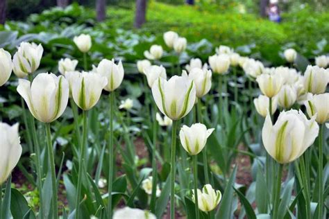 How To Take Care Of Tulips After They Bloom - devenne