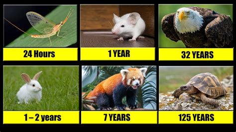 The Shortest and Longest living animals / Lifespans of Animals / Rony ...