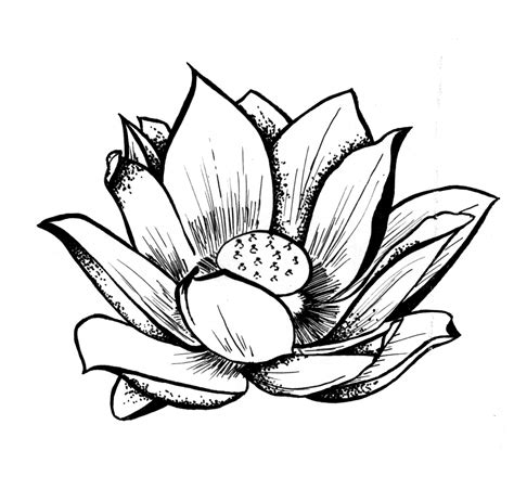 Lotus Flower Tattoo Drawing | Free download on ClipArtMag