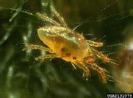 Mint Spider mites - Bugwoodwiki
