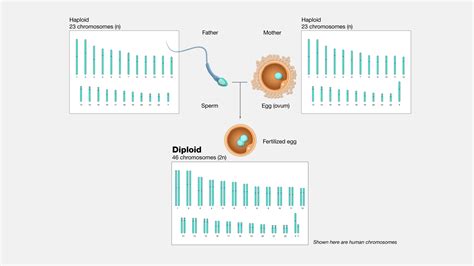 What Is Diploid