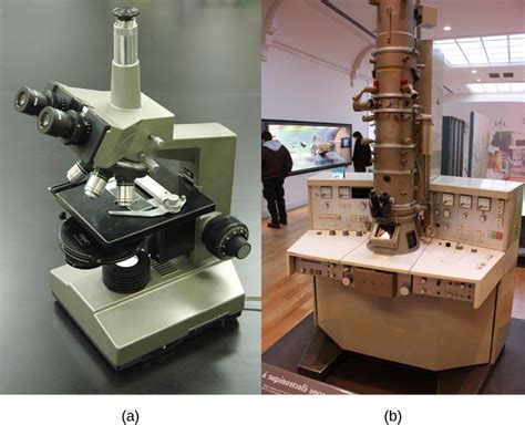 Light Microscopy | Boundless Microbiology