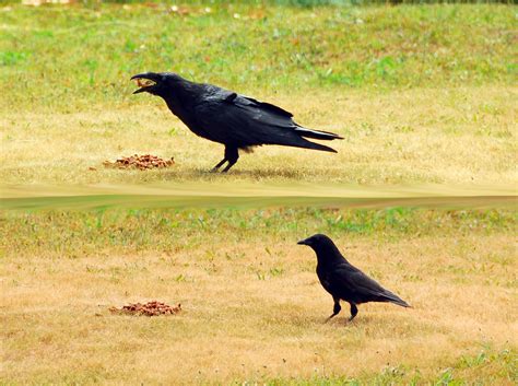 raven and crow: a size comparison | just in case you thot th… | Flickr