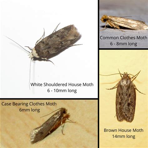 Moth Larvae Infestation