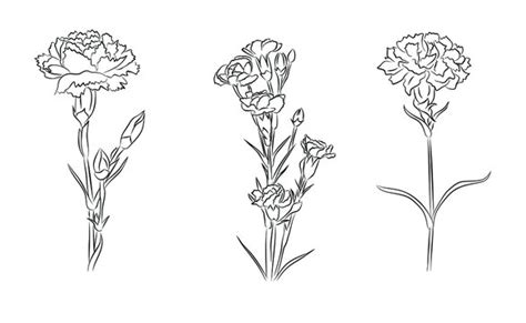 White Carnation Flower Drawing