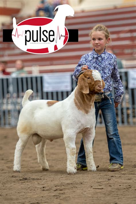 National Boer Goat Show | JABGA Bred & Owned Fullblood Bucks | The Pulse