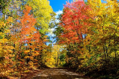 Autumn's Colorful Road. Autumn Scenes, Bouldering, Fall Colors, Road, Nature, Bounty, Painting ...