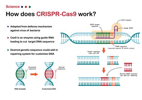 The Ethics of CRISPR and Genetic Engineering