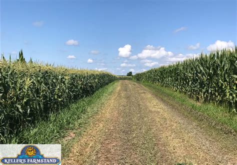 Sweet corn vs. Field corn height - Keller's Farmstand