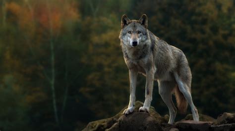 🔥 [74+] Wolf Wallpapers Hd | WallpaperSafari