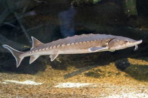 Caviar Blog | Caviar Express: Atlantic Sturgeon Placed on Endangered ...