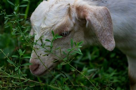 Free Photo | Sheep eating grass