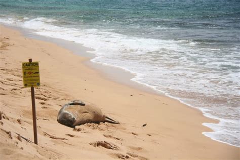 Going Green (Status) for the Hawaiian Monk Seal - Conservation Optimism