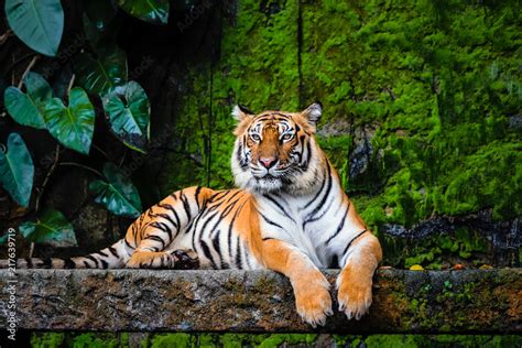 beautiful bengal tiger with lush green habitat background Stock Photo | Adobe Stock