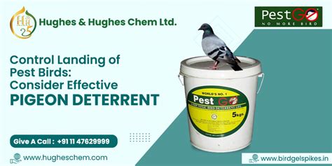 Control Landing of Pest Birds: Consider Effective Pigeon Deterrent