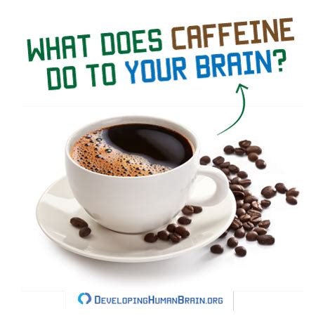 Surprising Effects of Caffeine on the Brain and Nervous System