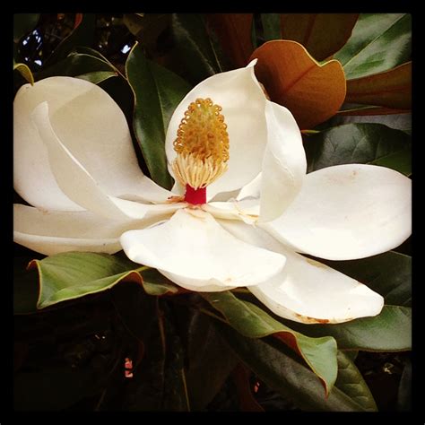 Magnolia , Mississippi State Flower | Mississippi, Mississippi state ...