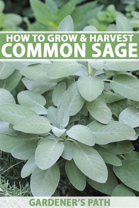 How to Plant and Grow Common Sage (Salvia officinalis)