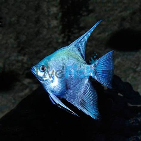 Pearlscale Blue Angelfish 3.5cm "Delivered to your door in Australia''