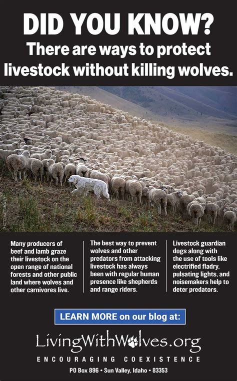 DID YOU KNOW? There are ways to protect livestock without killing ...