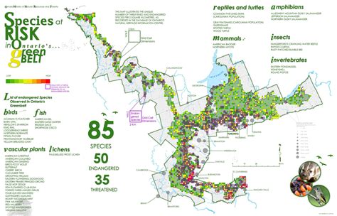 Species at Risk Distribution - Green Belt Southern Ontario Canada [2800 ...