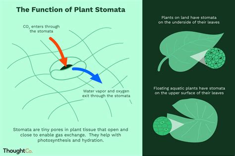 What is the Function of Plant Stomata?