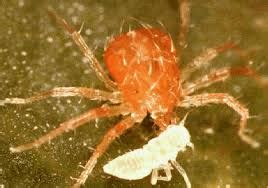 What are Predatory Mites?