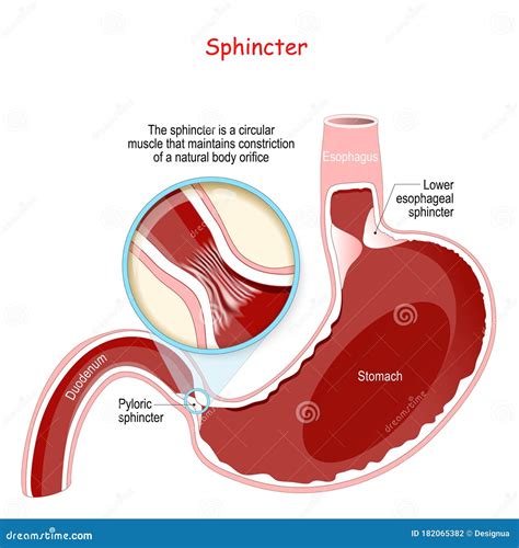 Pyloric Sphincter Of The Stomach Duodenum. Pylorus. Infographics ...