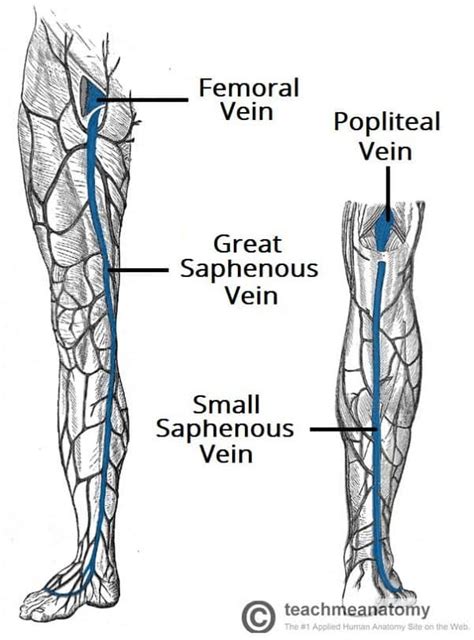 Venous Drainage of the Lower Limb - TeachMeAnatomy