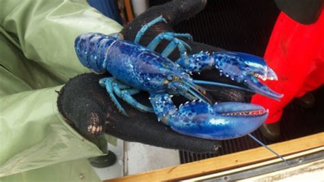 Kuweight 64: RARE BLUE LOBSTER CAUGHT IN PRINCE EDWARD ISLAND CANADA