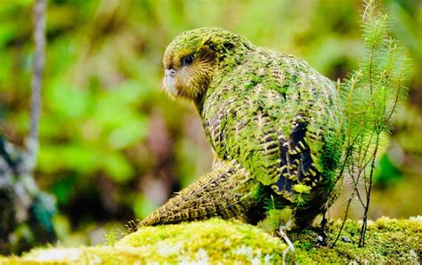 Kakapo parrot. A Critically Endangered species with only 146 individuals and the only flightless ...