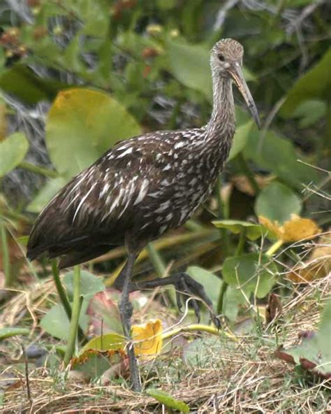 Everglades Marsh Birds