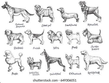 Dogs Breeds Vector Set Freehand Drawing Stock Vector (Royalty Free ...