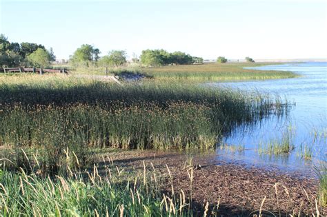 Riparian Restoration | South East Alberta Watershed Alliance