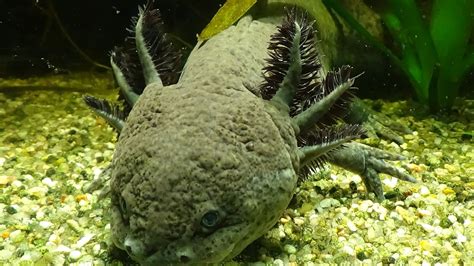 Ambystoma mexicanum - (Ambystomatidae) - Axolotl