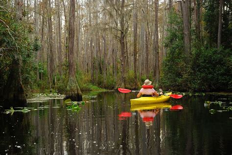 Okefenokee Swamp | Georgia, Florida, Map, & Location | Britannica