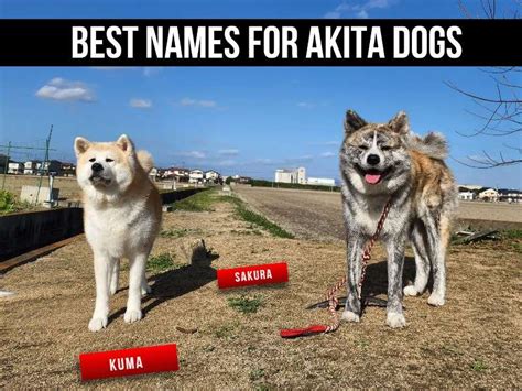 Best Names for Akita Dogs (Pick the Perfect One!)