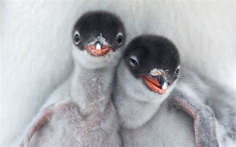 Gentoo Penguin Chicks Antarctica-National Geographic photography ...