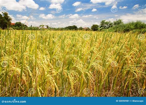 Rice Field at Harvest for Agriculture Industry Stock Image - Image of ...