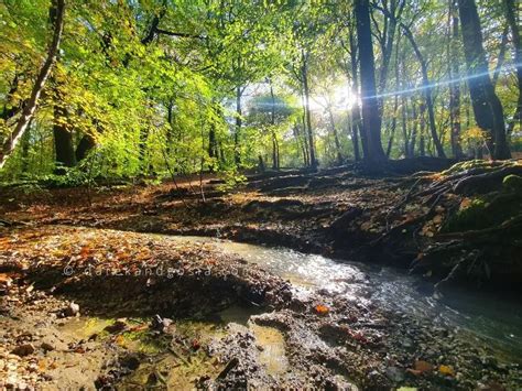 Burnham Beeches walks - England's Top Ancient Woodland!