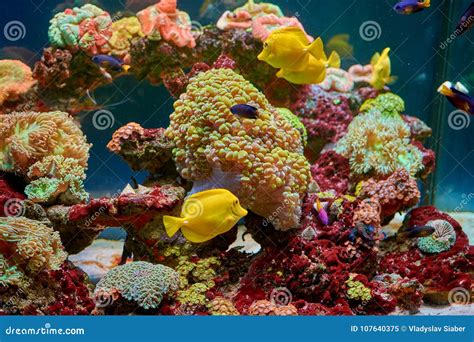 Fishes and Other Fauna of Coral Reef Stock Image - Image of sinuosa, ocean: 107640375