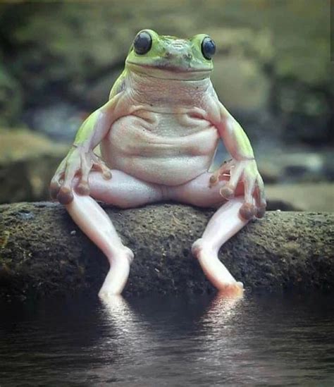 This chunky little frog having a sit : Eyebleach | Funny frogs, Animals ...