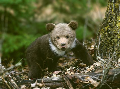 Baby grizzly - Jim Zuckerman photography & photo tours