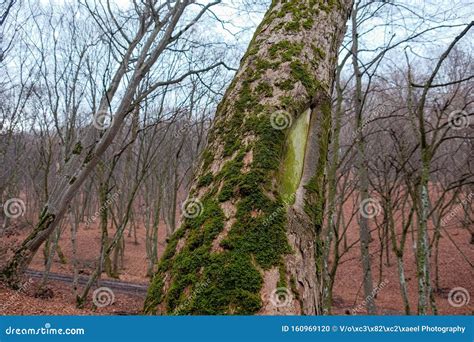 Hoia Baciu Forest. the World Most Haunted Forest Stock Photo - Image of hoia, famous: 160969120